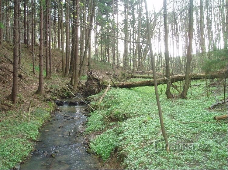 Strumień Hluboký