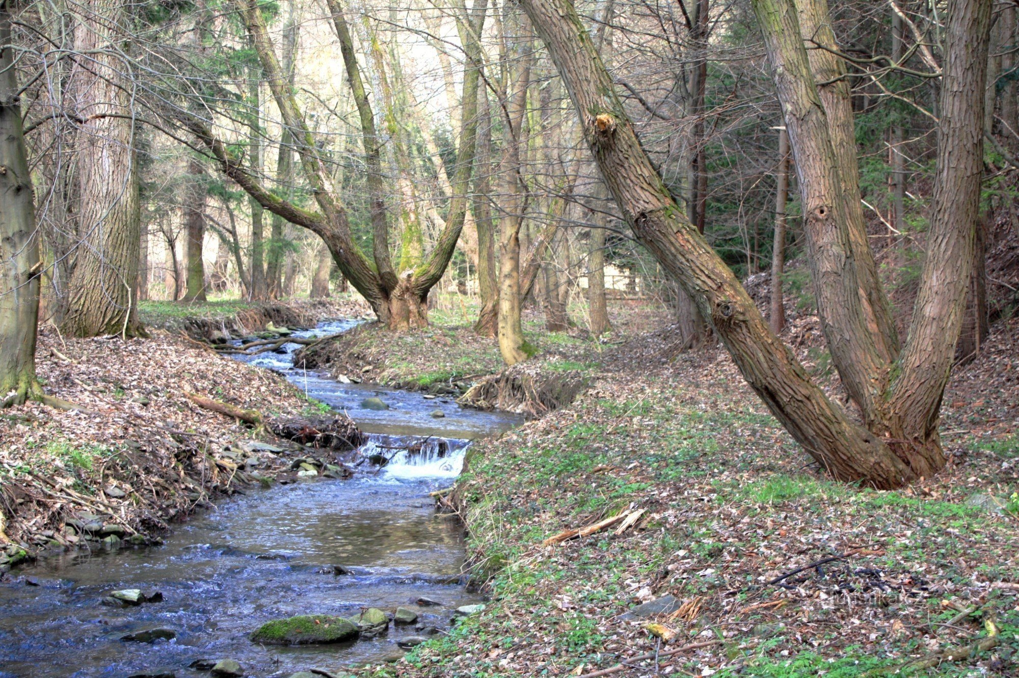 在春天附近的 Kozel 小溪