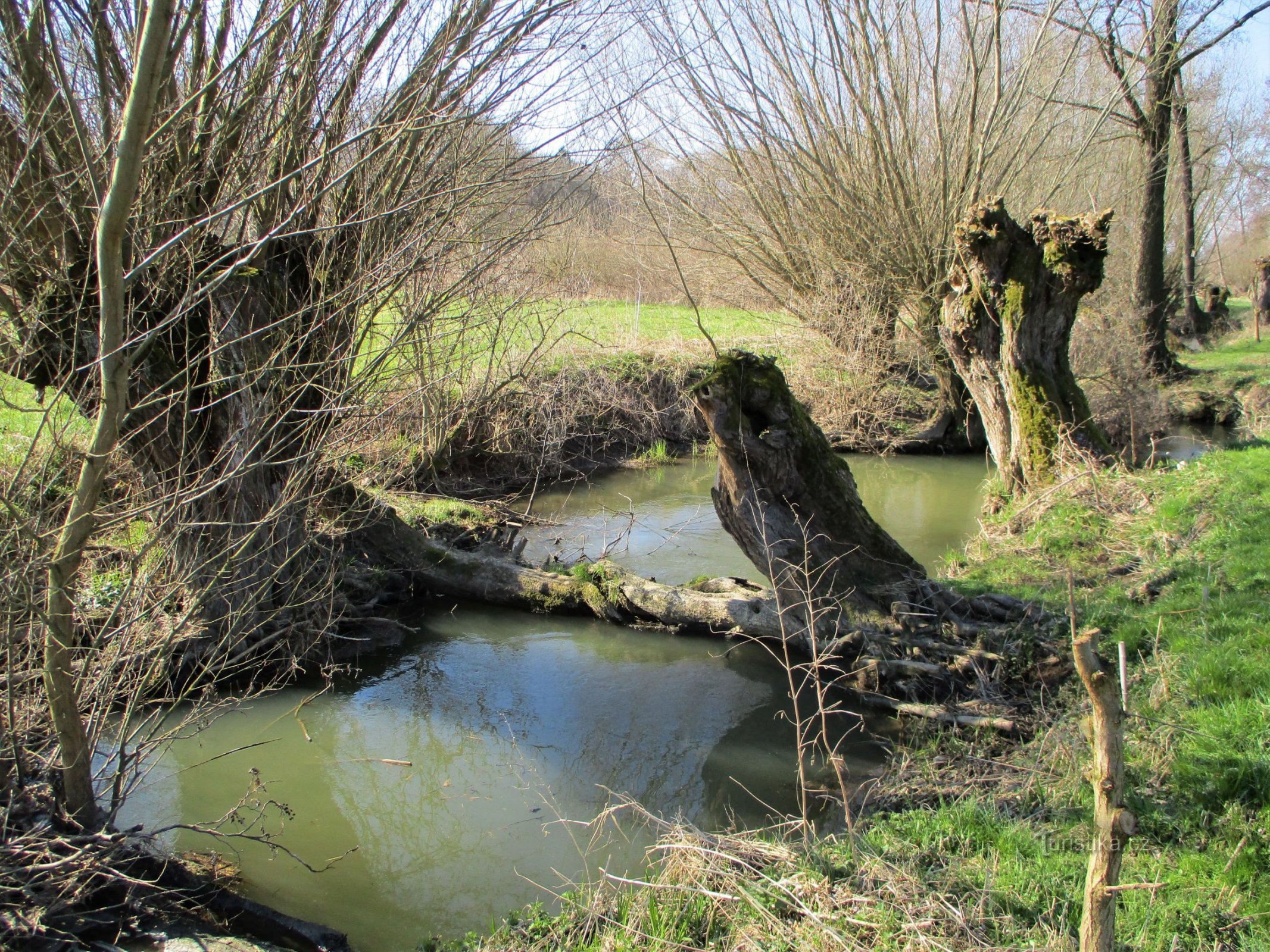 Pârâul Trotina, fost Trotinka (Lochenice, 2.4.2020 aprilie XNUMX)