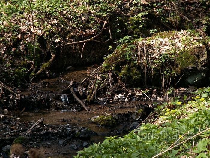 Pârâu în Kočičí žleb: Pârâu care curge de la Ríšová studánky la lacul de acumulare Brno. După