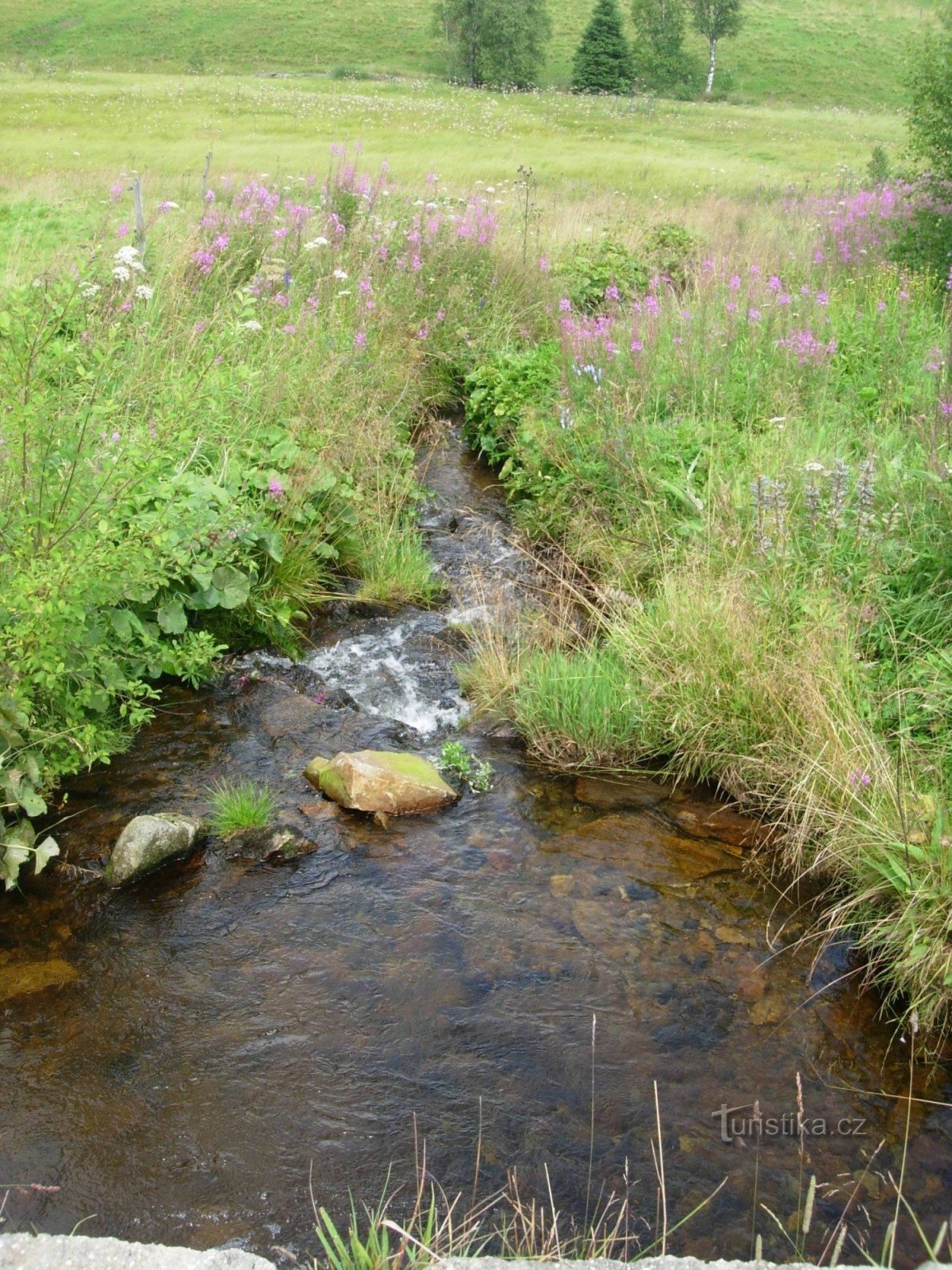 Stream in the meadow