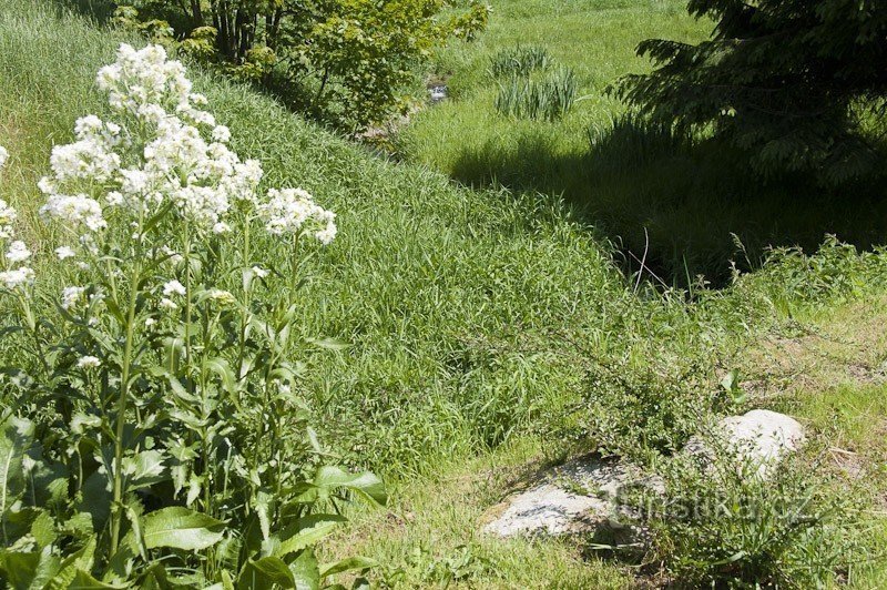 Stream in Horní Orlica