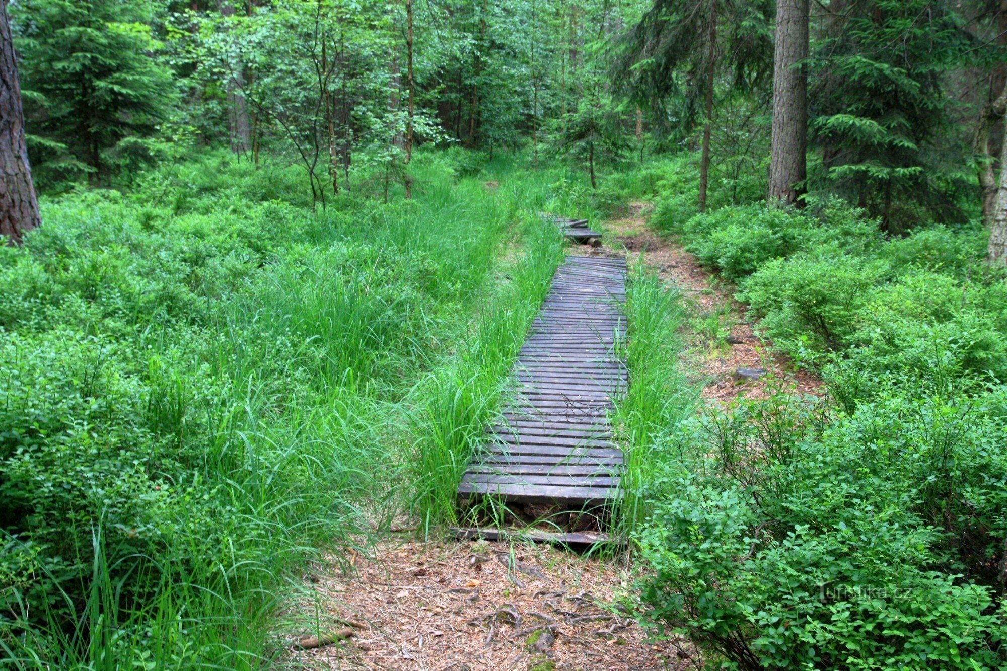 Dachsteg auf der Route des Lehrpfades