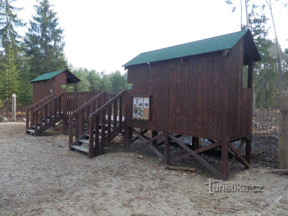 Observation room at the wild boar enclosure