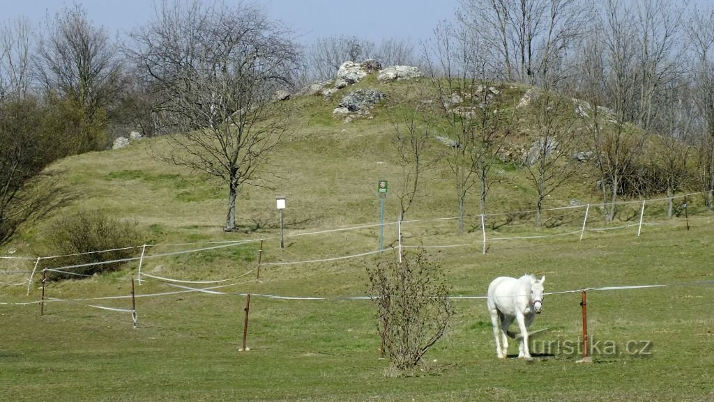 ПП Паздерна