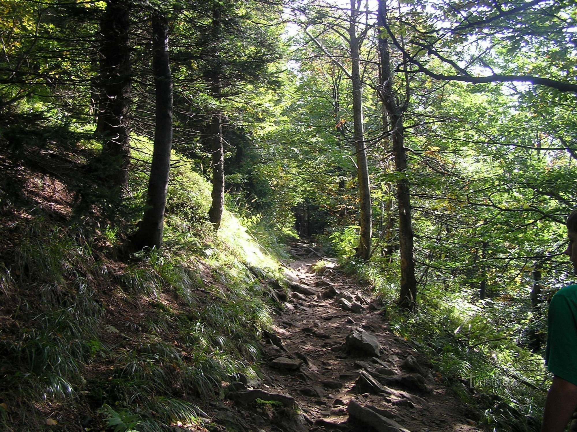 PR Malenovický kotel - bosque primitivo en la ladera occidental de Malchor (septiembre de 2010)
