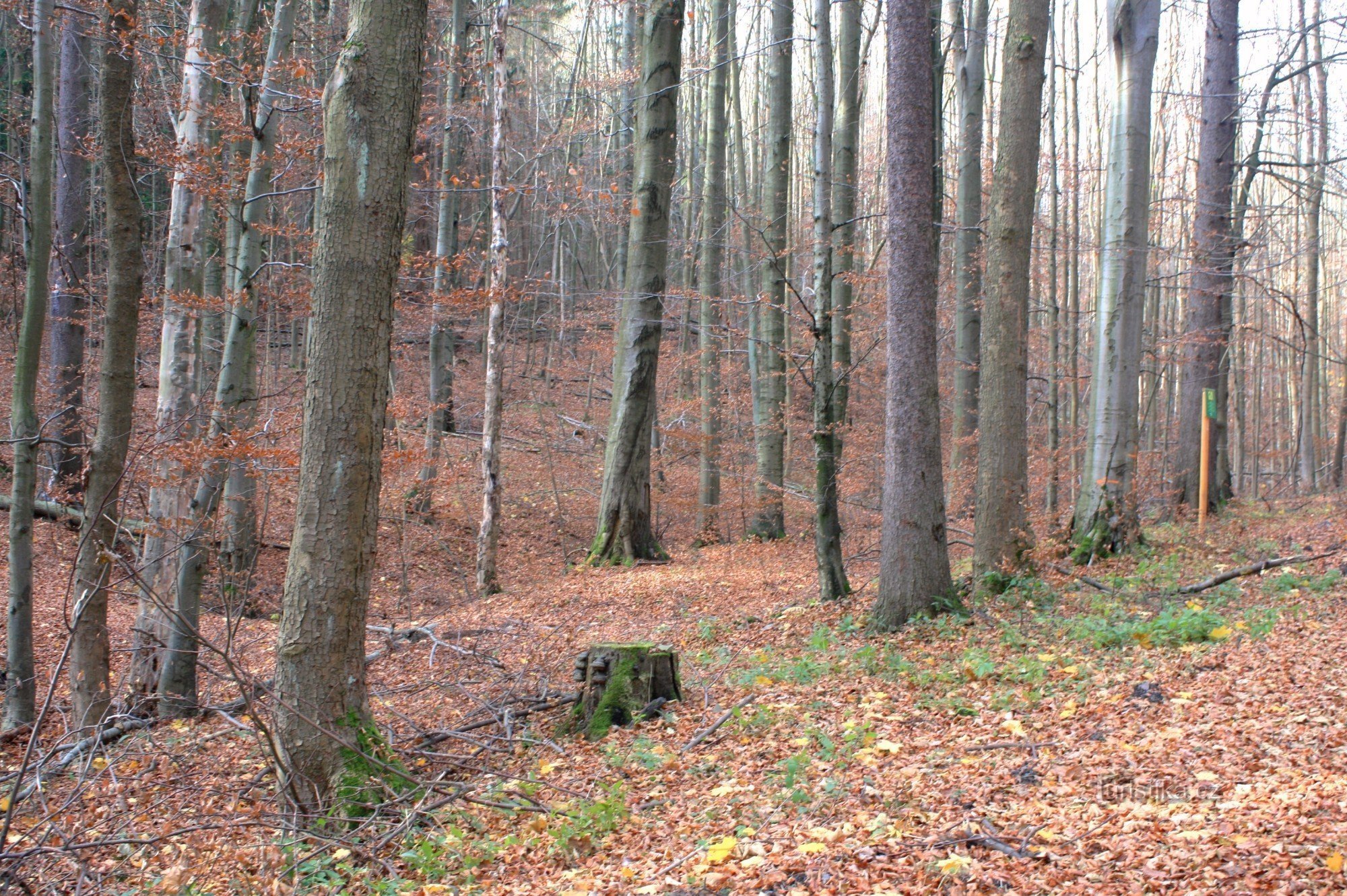 PR Dog kuchnia, widok ze ścieżki turystycznej