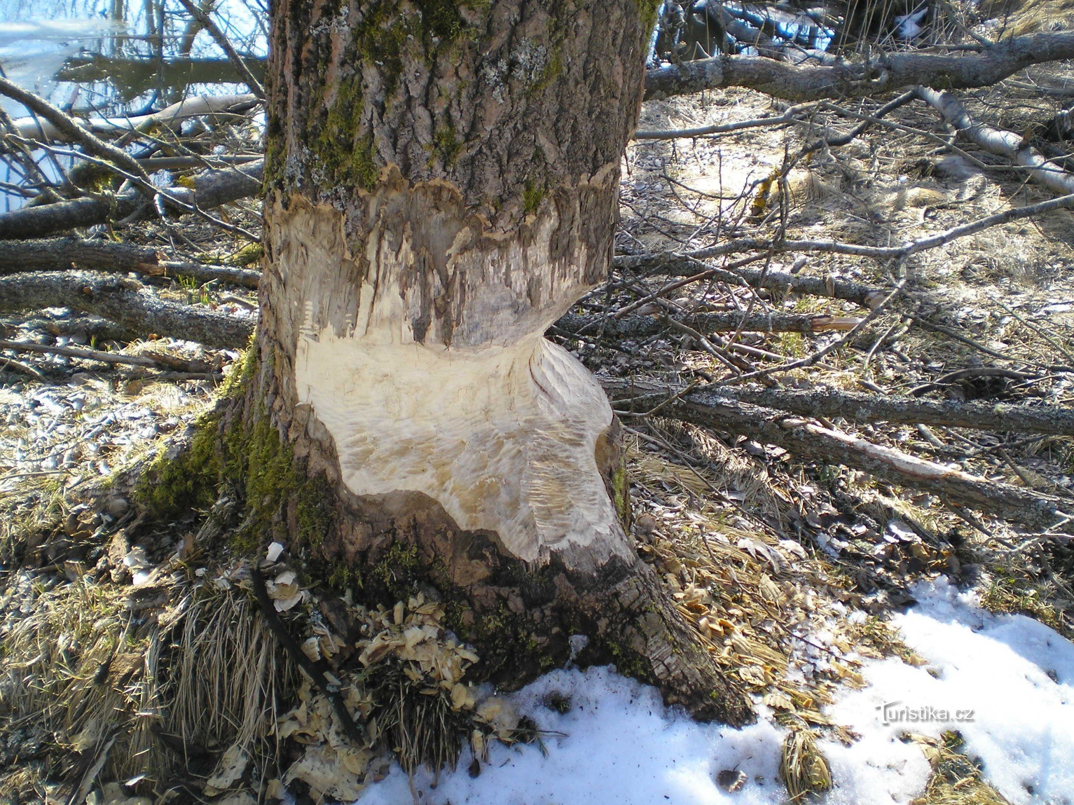 The work of beavers