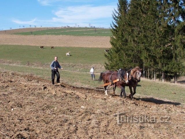 Travailler avec les chevaux