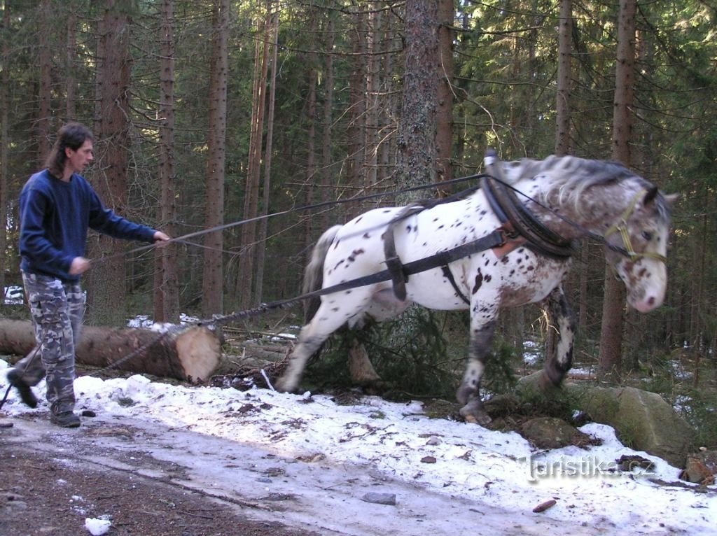 Arbeit im Wald