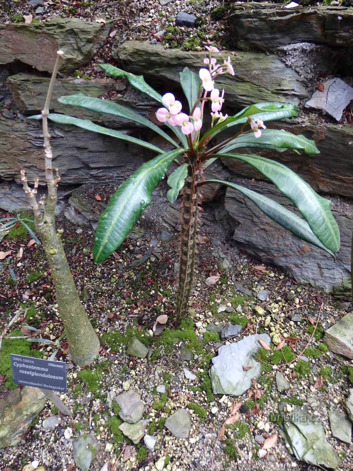 Prag-botaniska trädgården