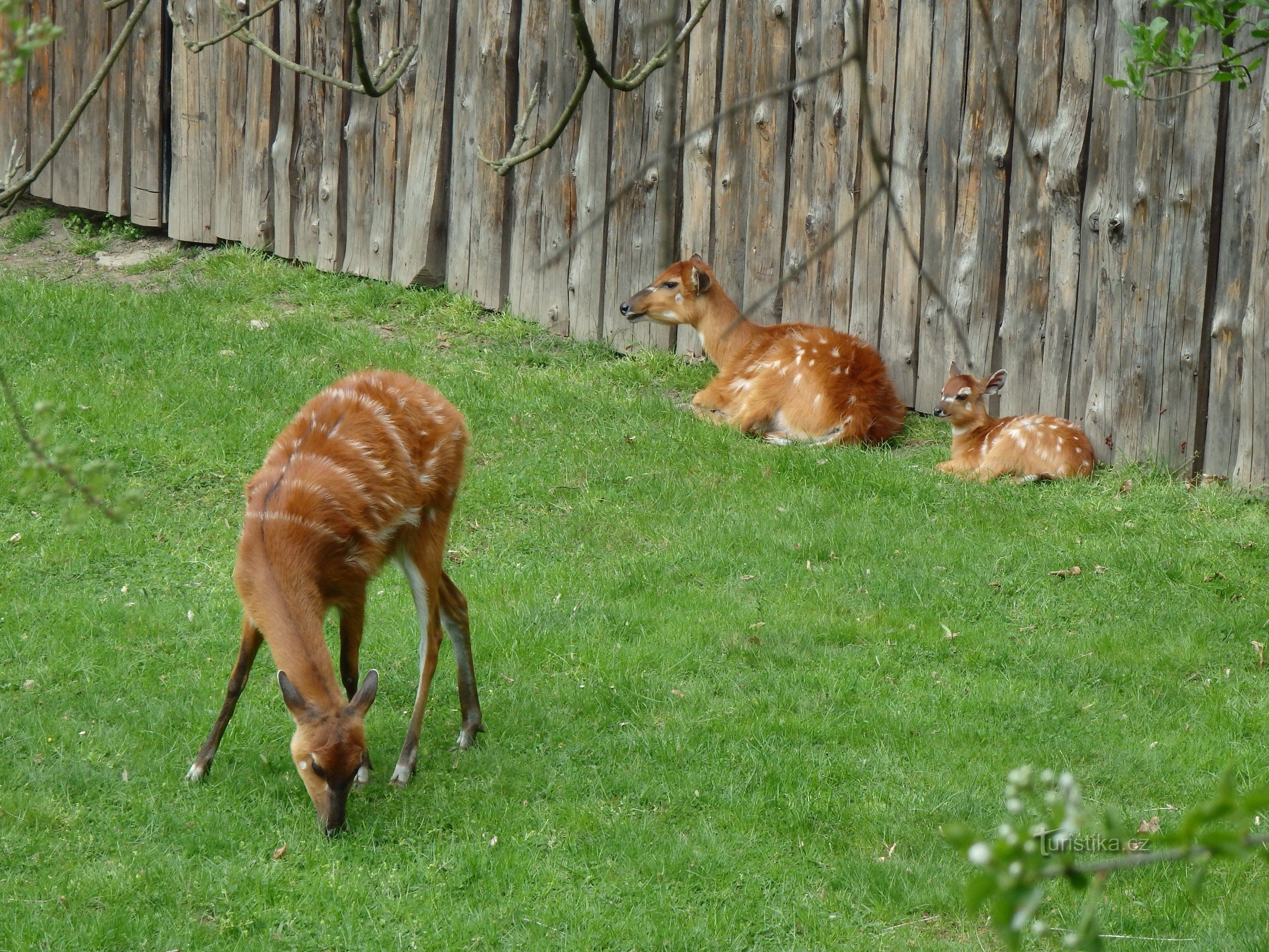 ZOO de Prague