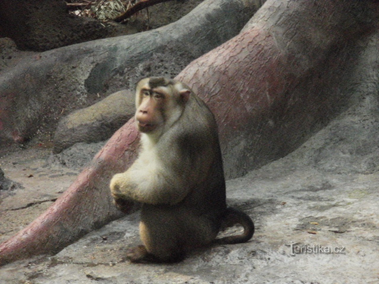 Prague, ZOO de Troie