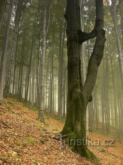 Čerňava Skov: Denne skov ligger omkring en kilometer nord for Tesák på ruten