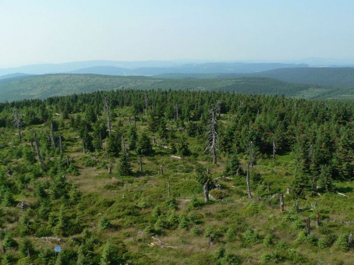 Jizera Forest - nature reserve