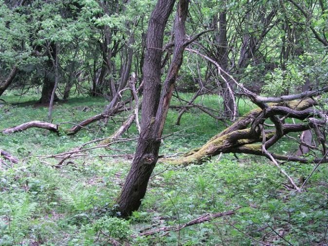 Jizera Forest - természetvédelmi terület
