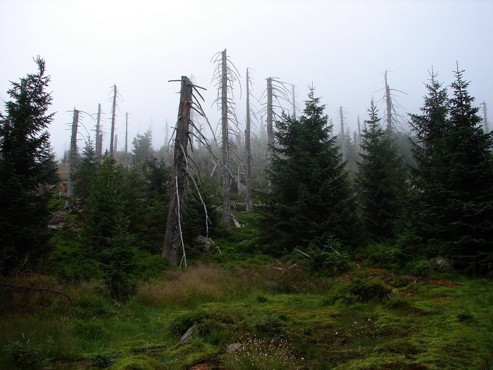 Δάσος Jizera - φυσικό καταφύγιο