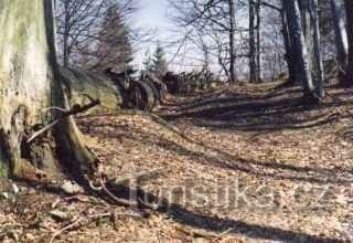 Bosque de Mionší