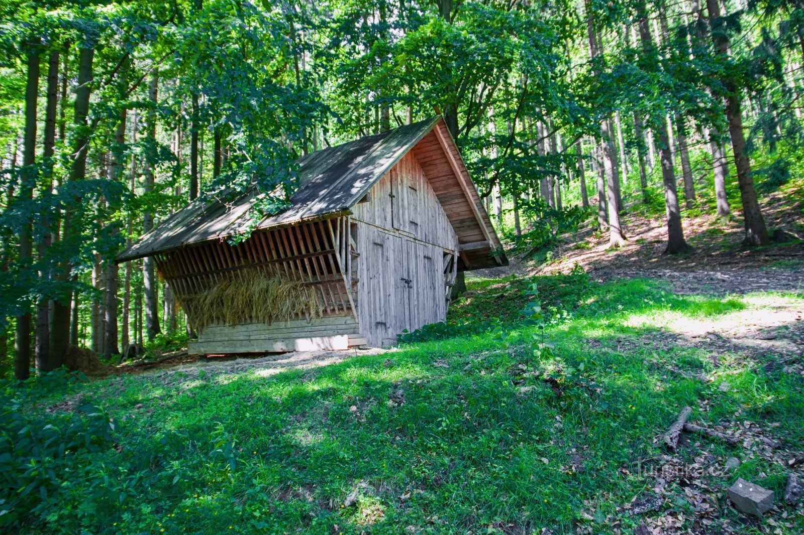 Mionší forest