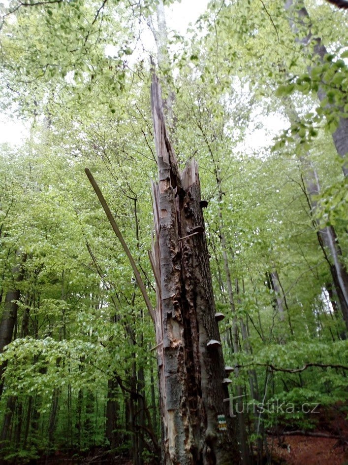 The forest on Velký Špičák