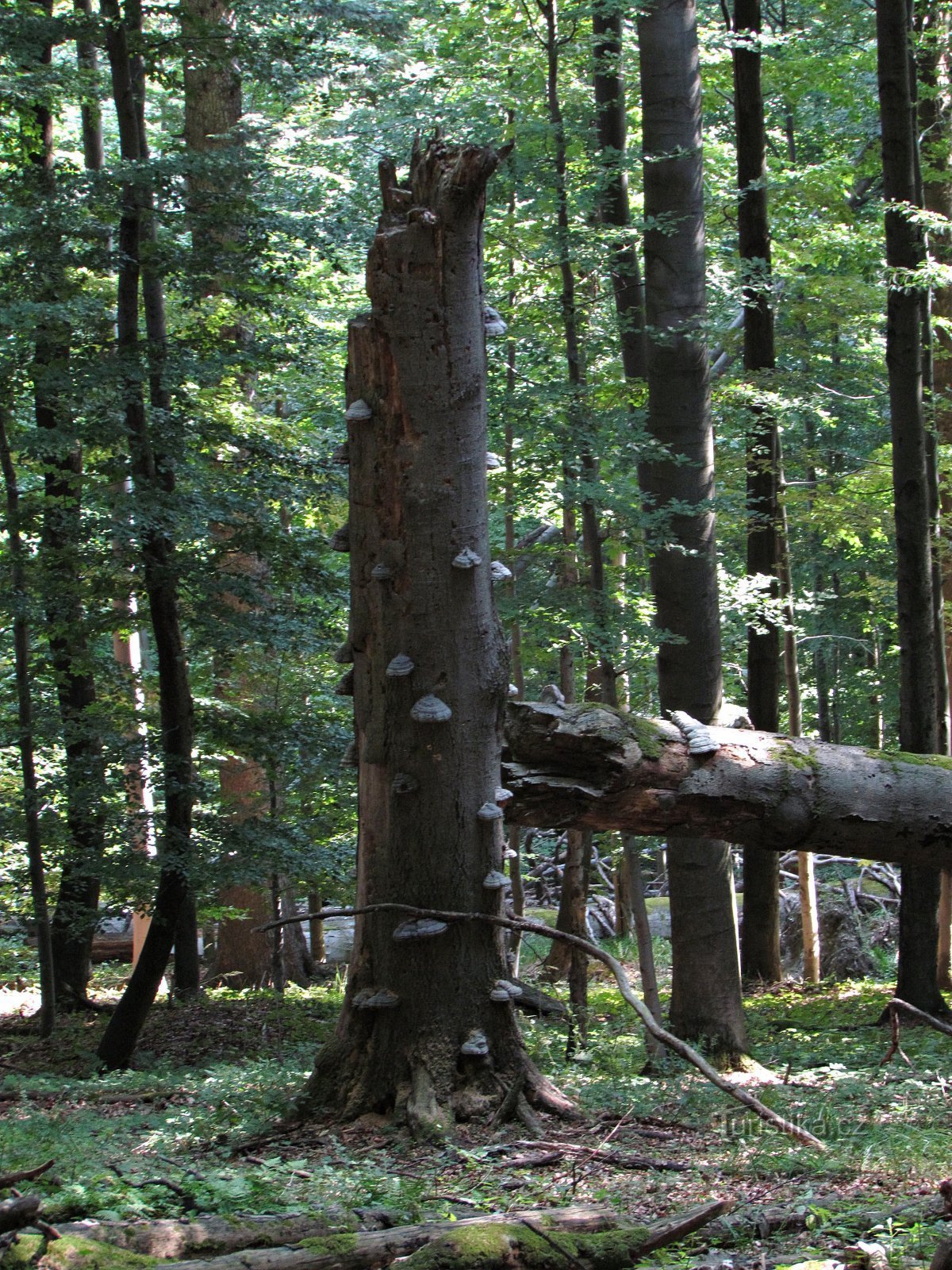 forêt sous la route