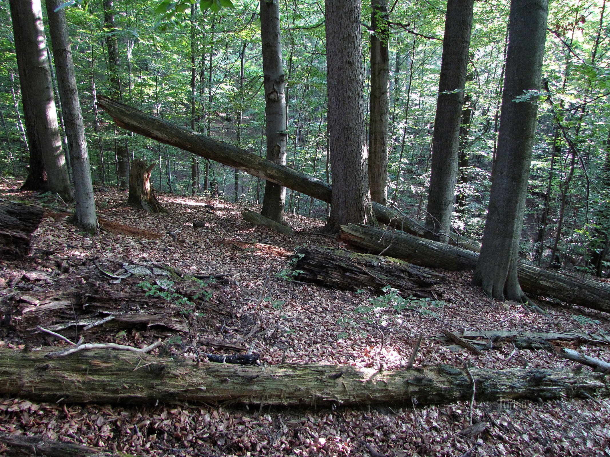 Der Wald bei Tesák