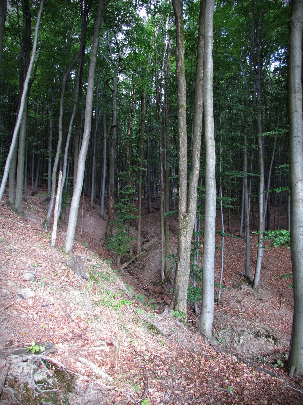 The forest near Tesák