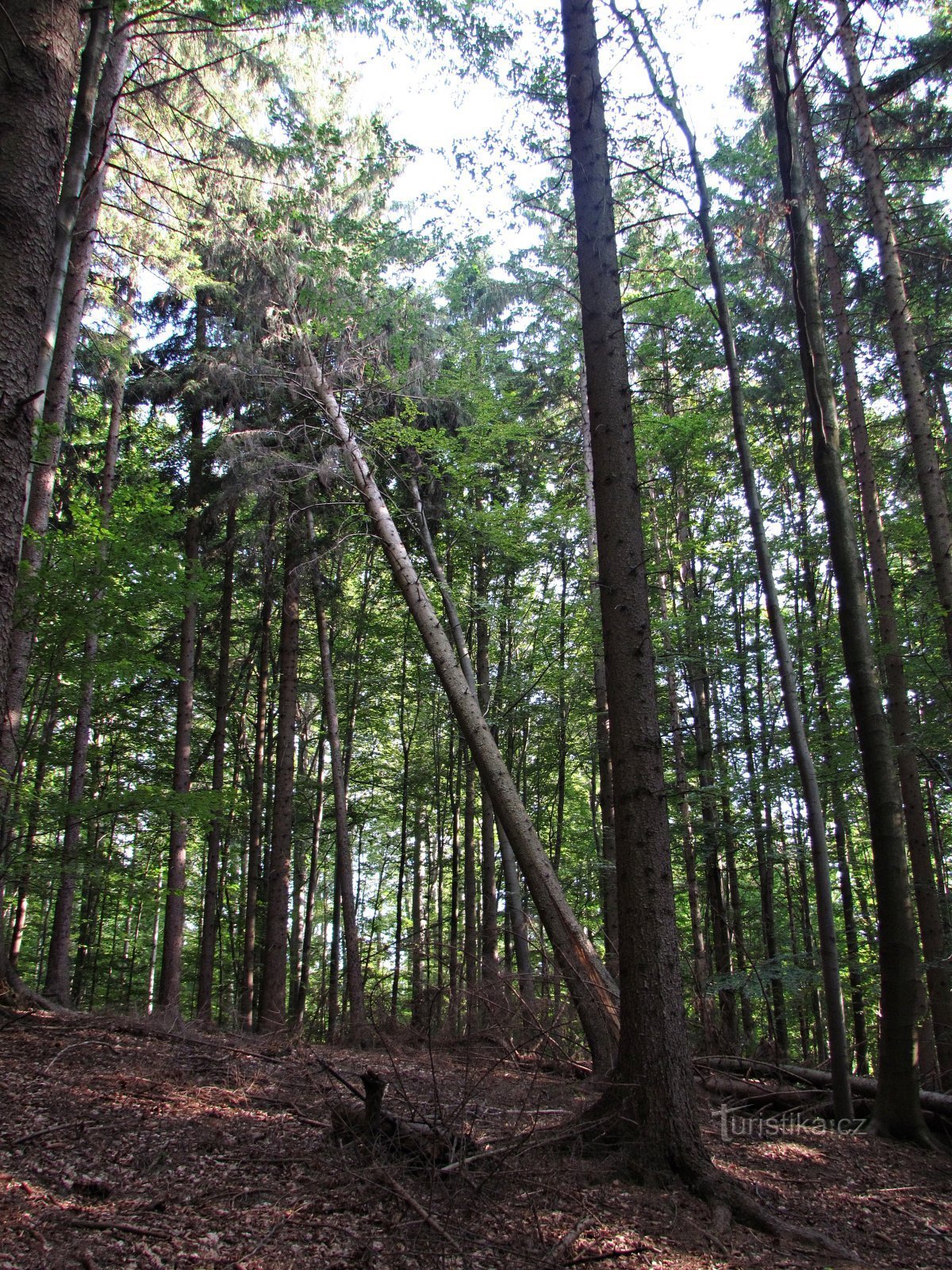 The forest near Tesák