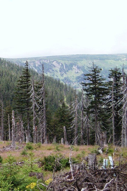 Der Wald, die verbotene Schönheit