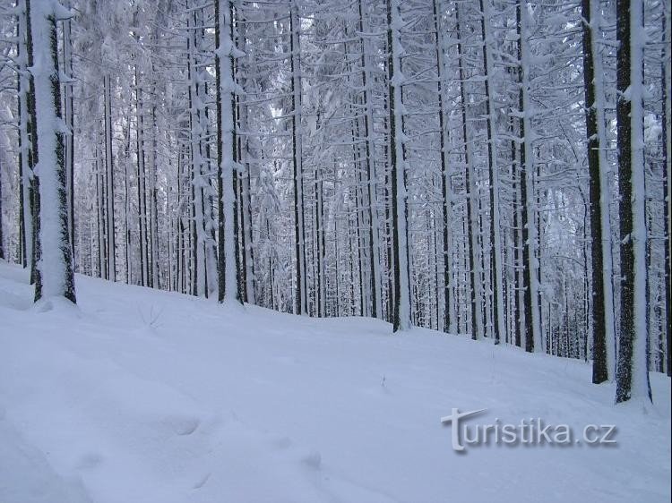 Бечва джерело