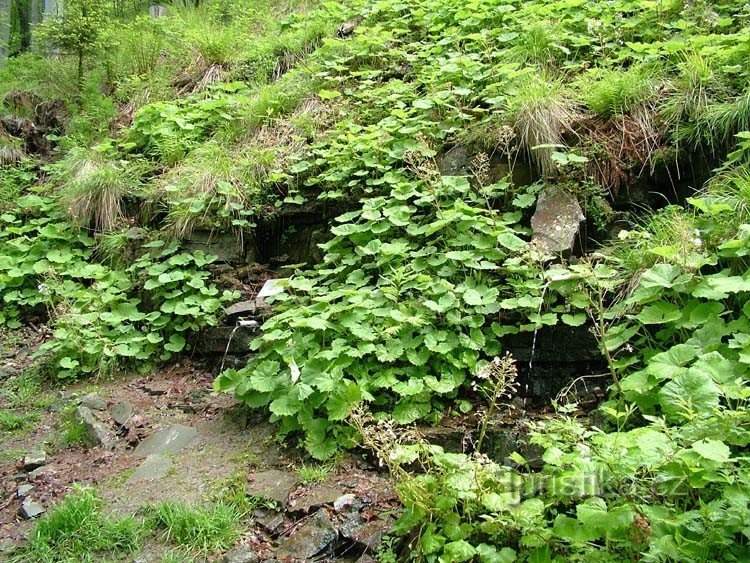 Sorgente di acqua buona