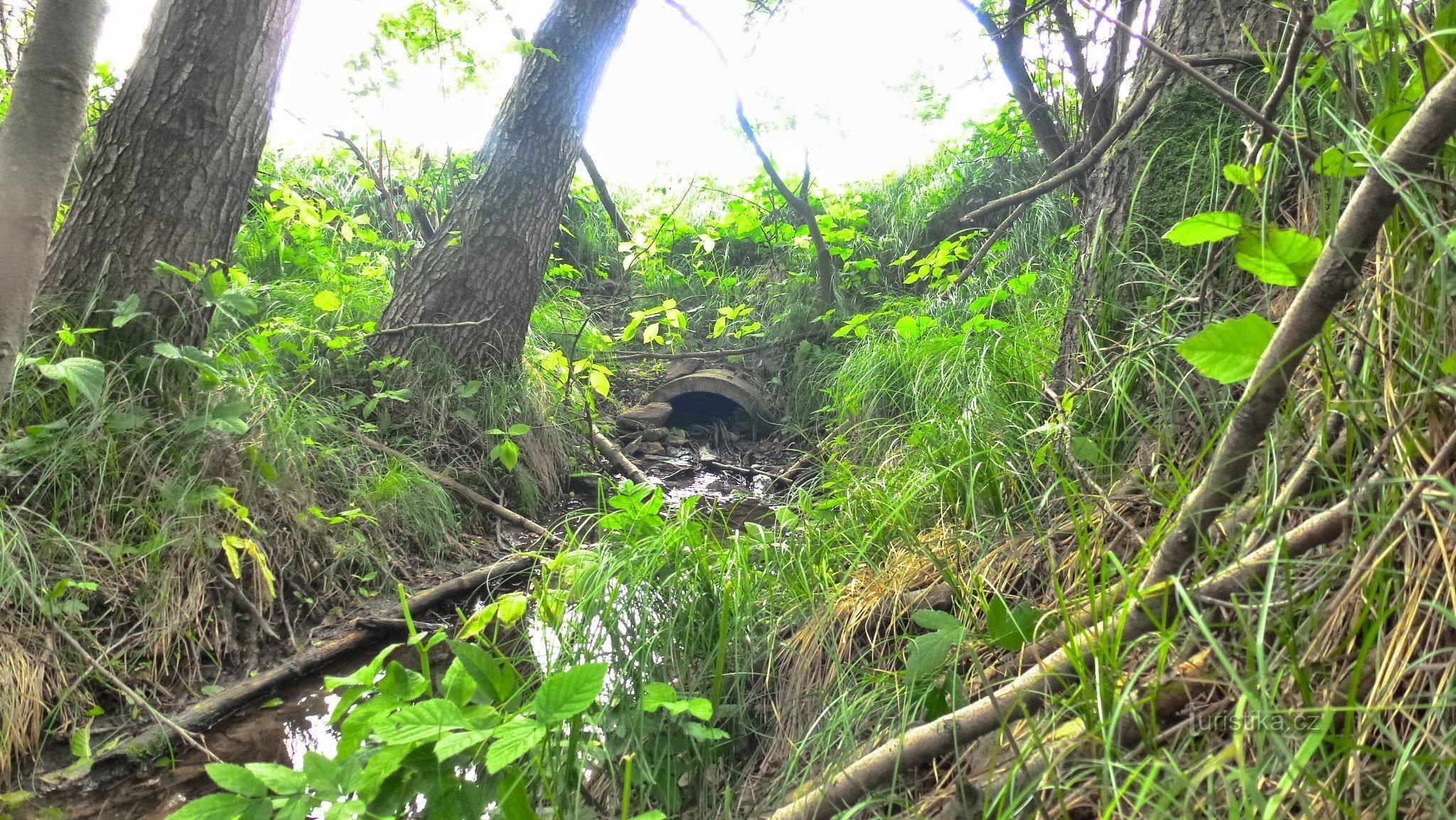 the source of the Kozašické stream