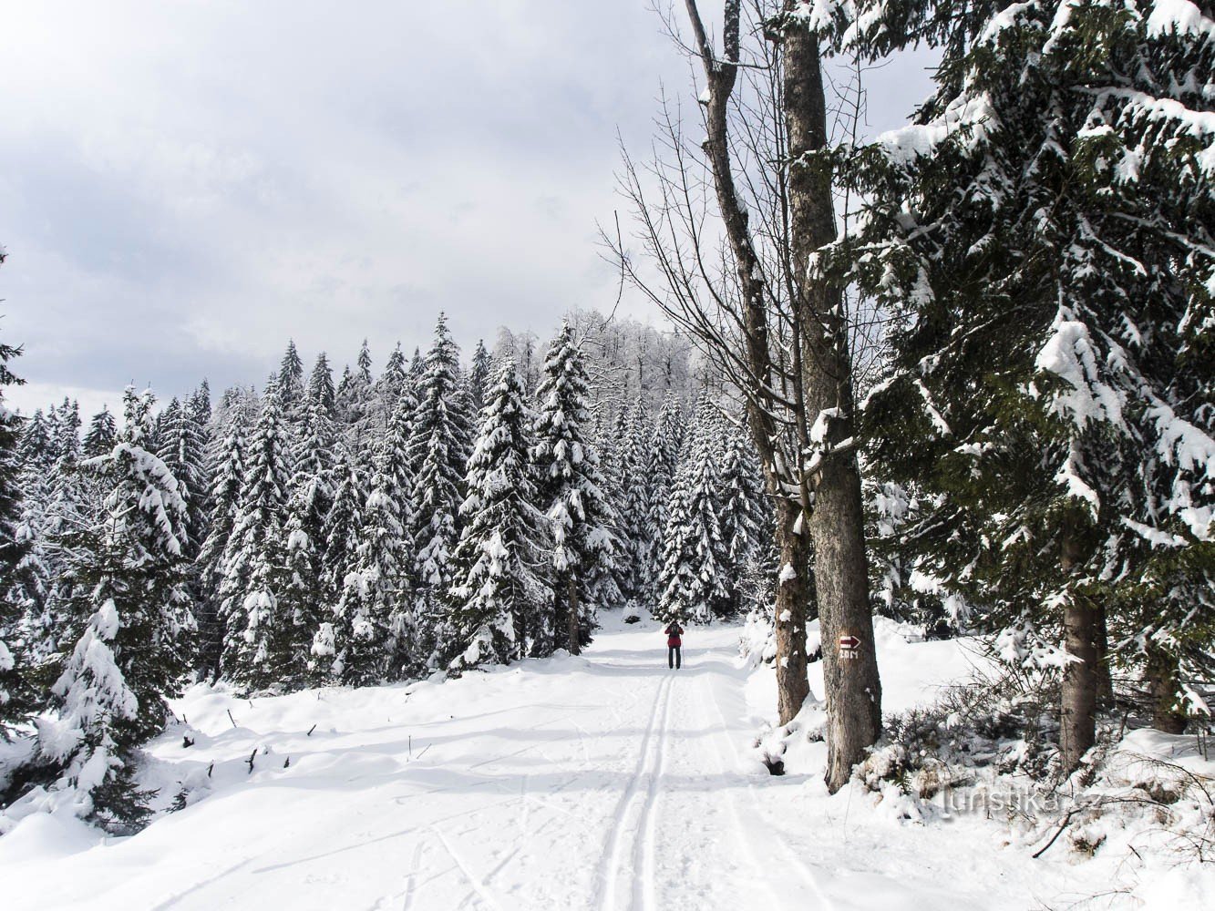 Printemps entre les arbres au bord de la route