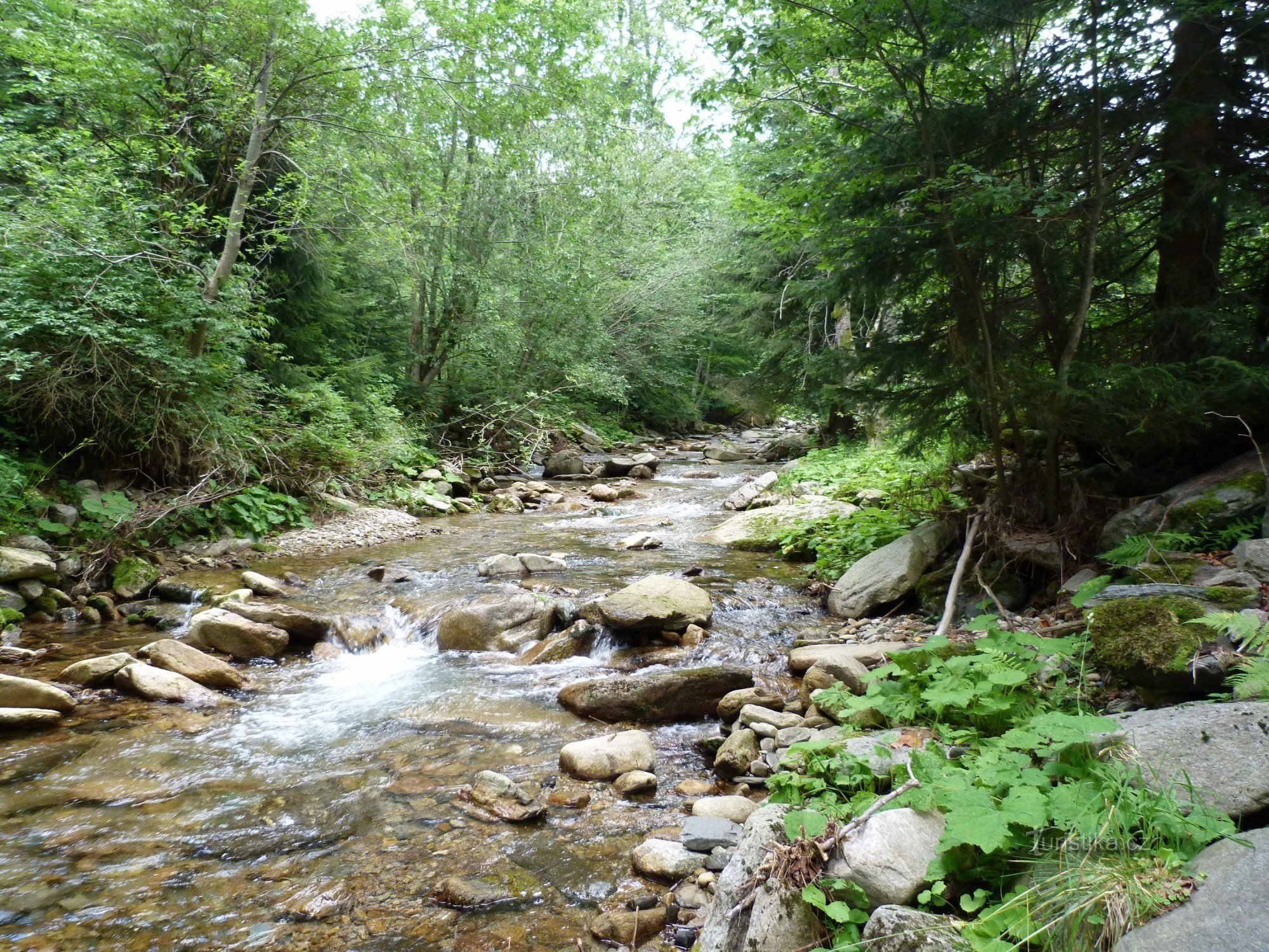 La source de la rivière Morava