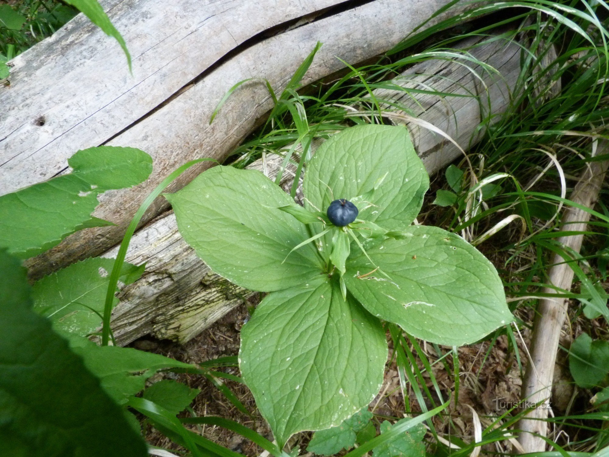 The source of the Morava River