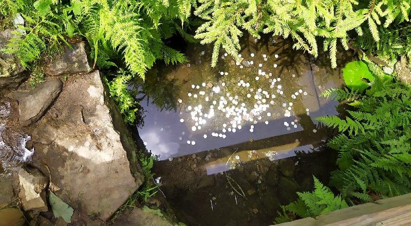 pramen Teplé Vltavy