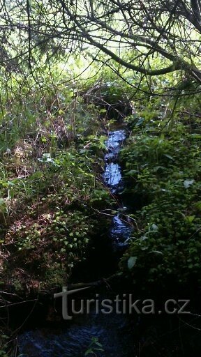 primavera nella riserva di bukovec