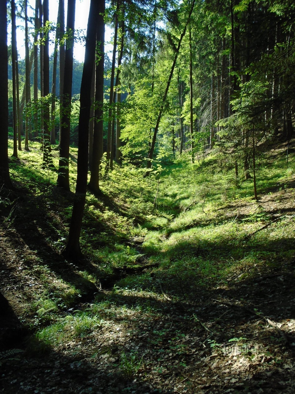 Källan till Zlámaného potok (Litoboř, 18.5.2018/XNUMX/XNUMX)