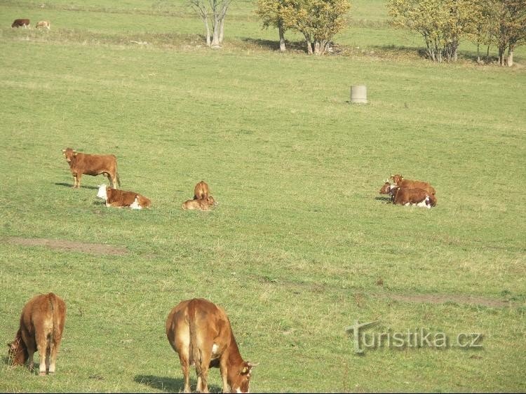 Prado de primavera Opavice: O prado de primavera foi tomado pelo gado. A área é inacessível,