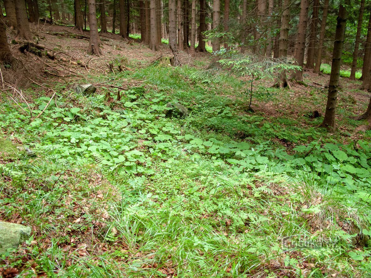 Feuchtgebiet im Frühling