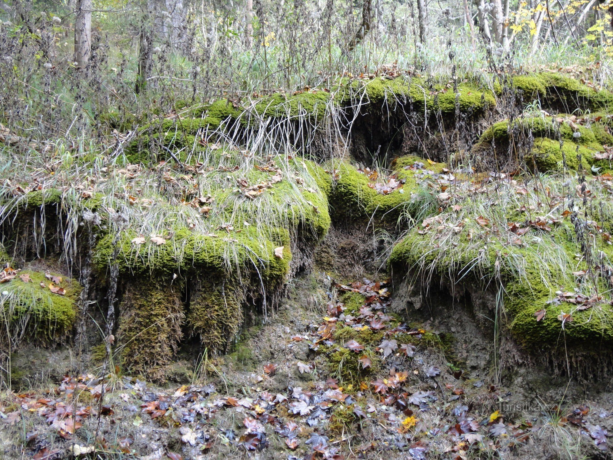 The springs of Hanička