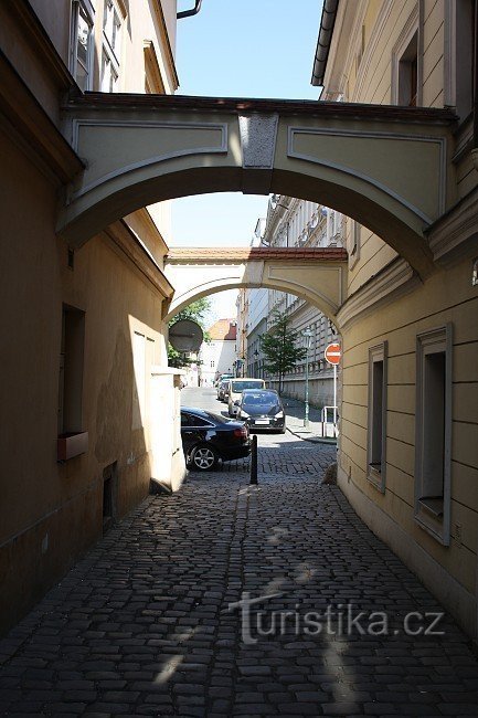 primevères dans le passage du quai Smetana