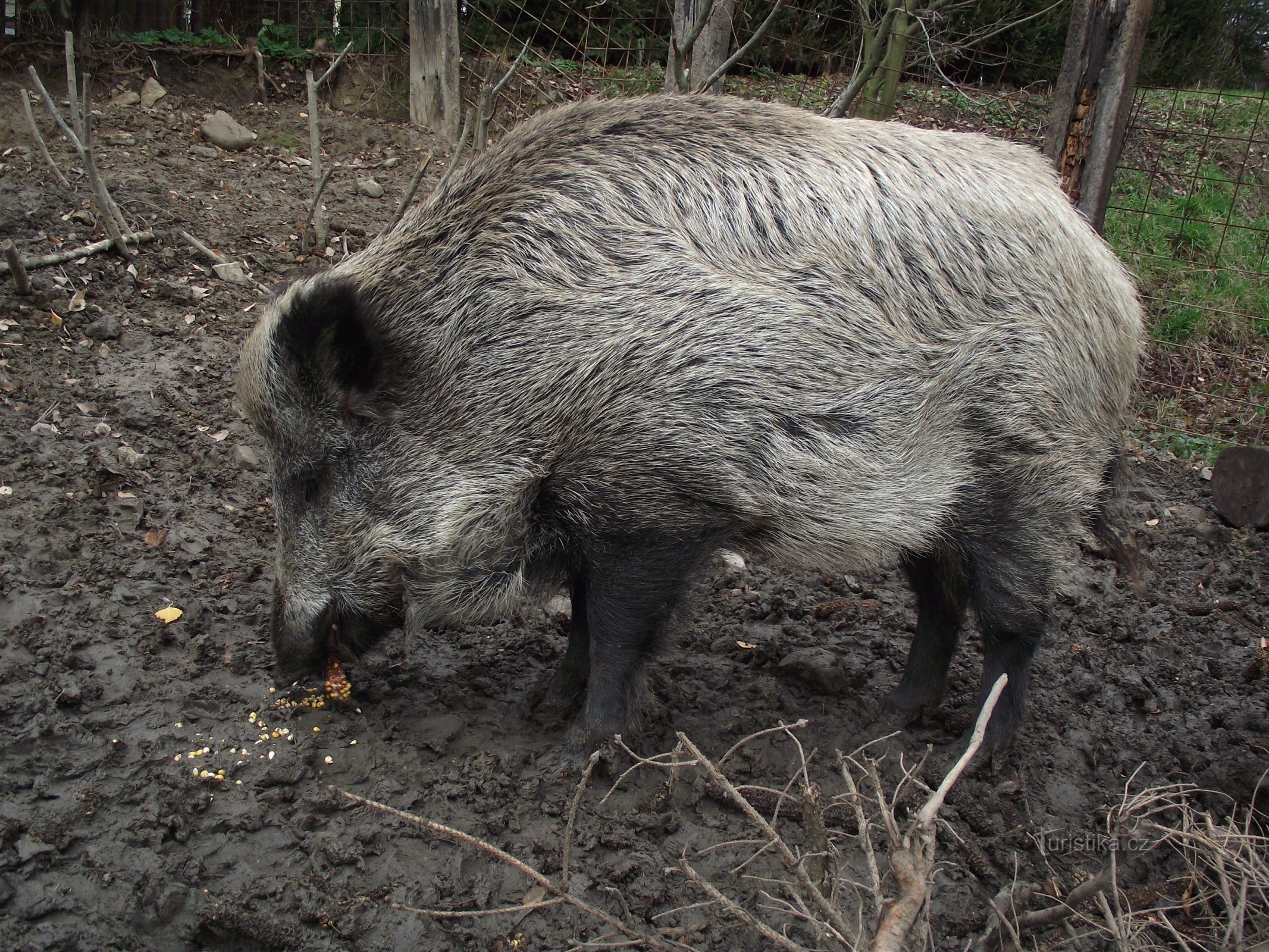 Marienkäfer-Schwein