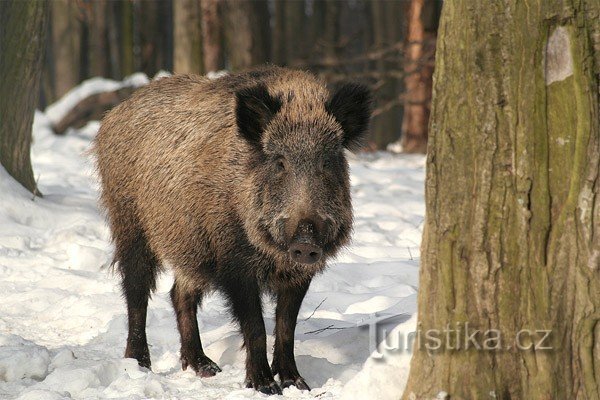 Wildschwein