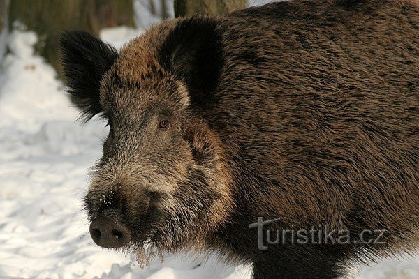 Wild Boar