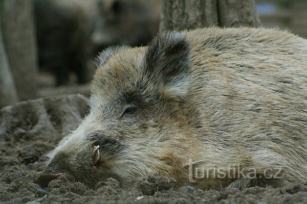 Cinghiale