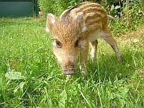 Wildschwein - jung