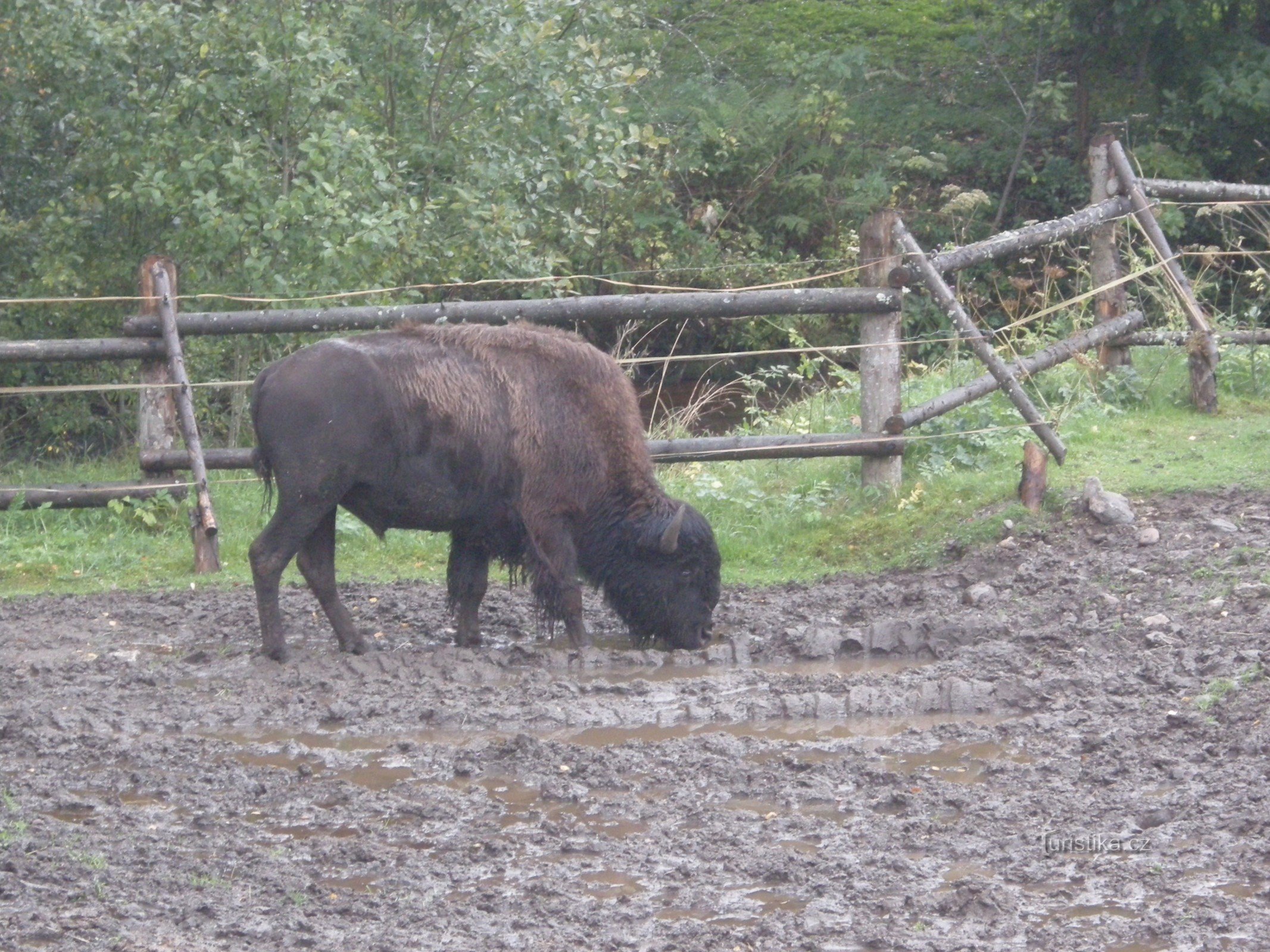 Prášilský-Bison