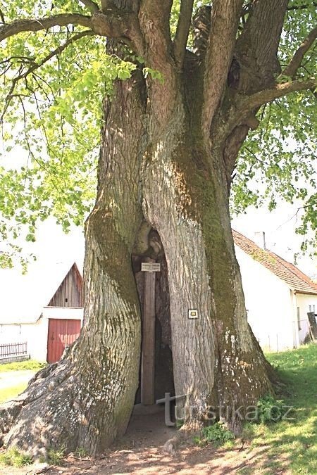 Praskoleska lind - træstamme