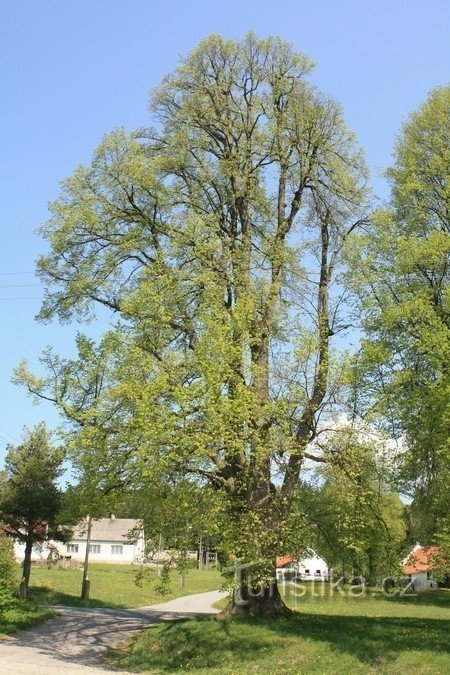 Praskoleska 菩提树在村子里
